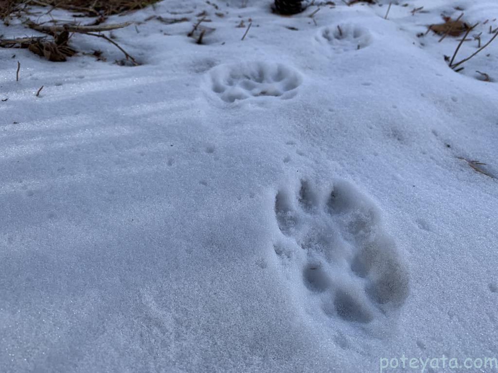雪景色の中にある動物の足跡