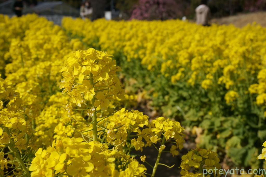 名古屋市農業センターの菜の花