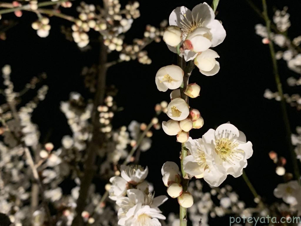 佐布里池梅まつりライトアップされている梅の花