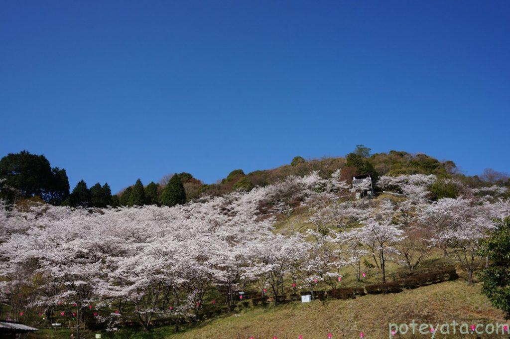 蘭丸ふる里の森の千本桜