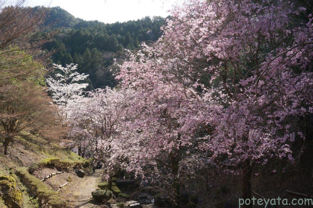 蘭丸広場の桜