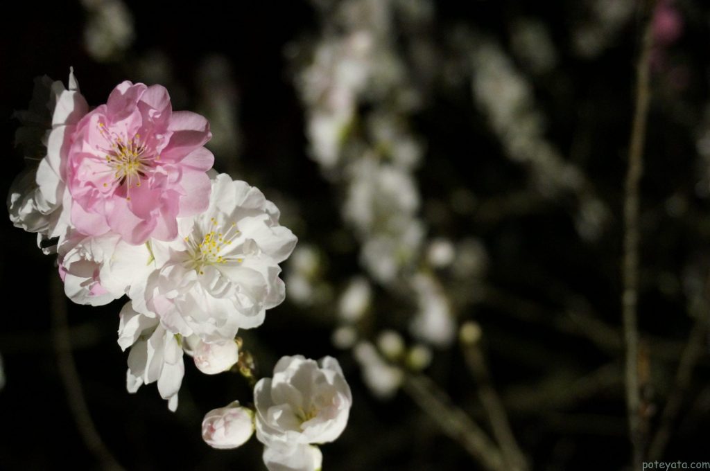 花桃祭り2022ライトアップ