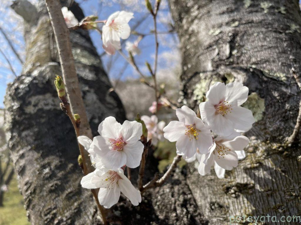 千本桜