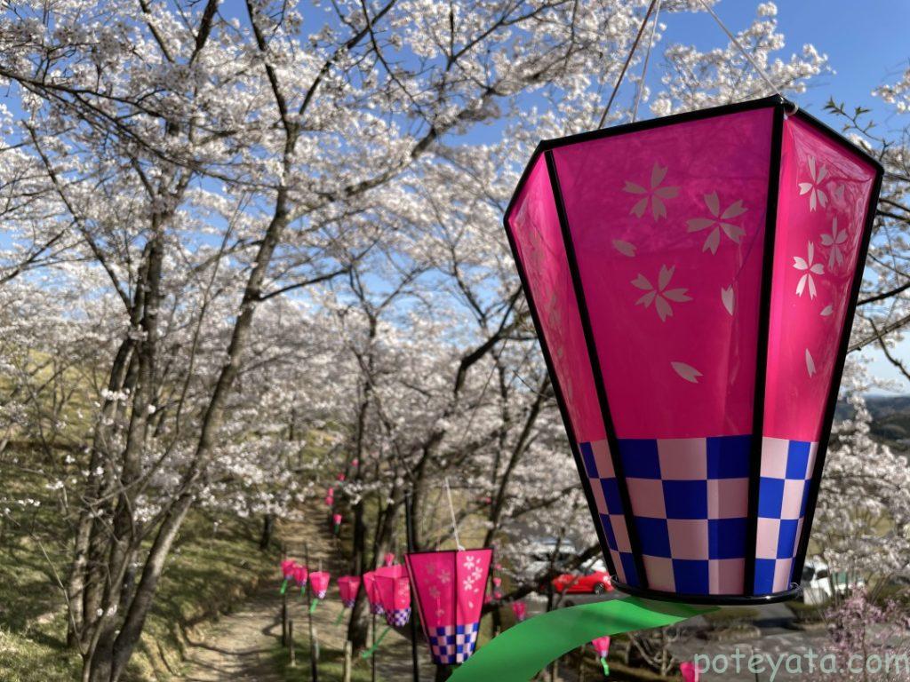 ライトアップ用の桜色の提灯が設置されている様子