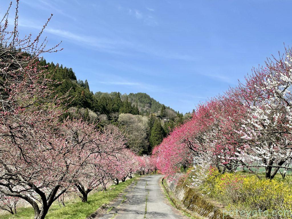 花桃の里の遊歩道