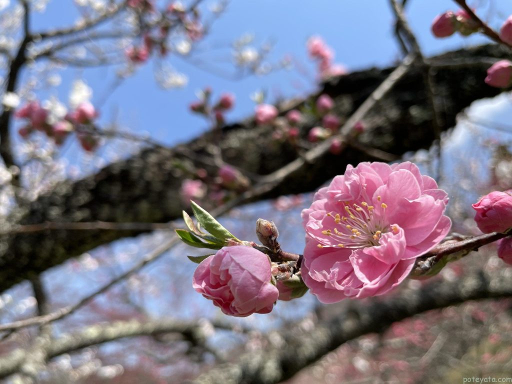 花桃祭り2022