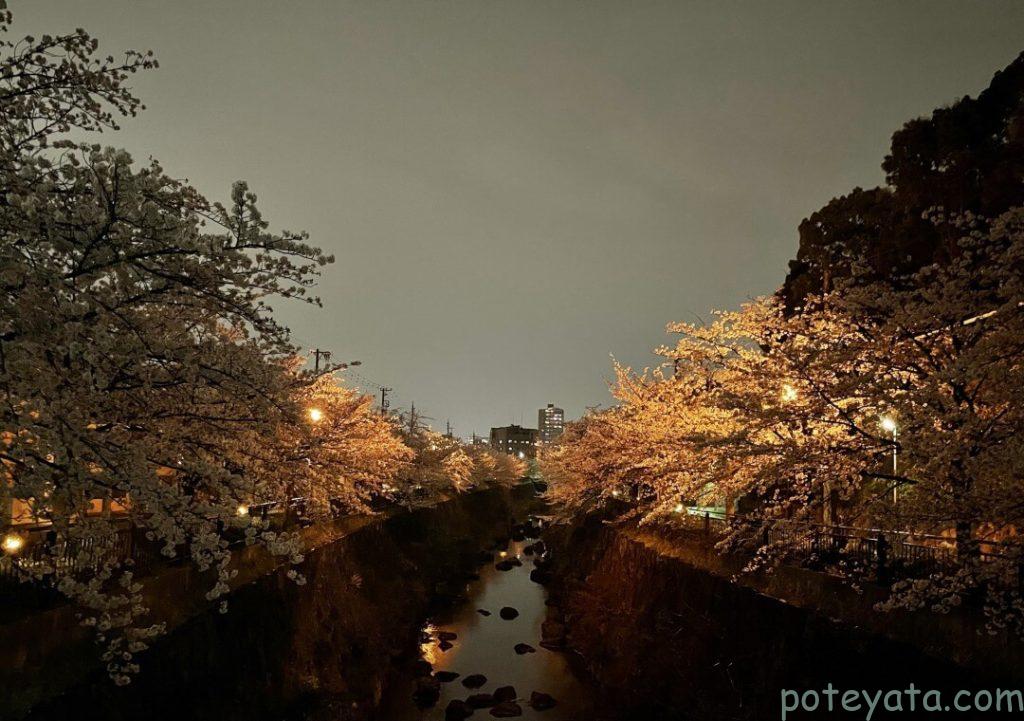 山崎川の夜桜