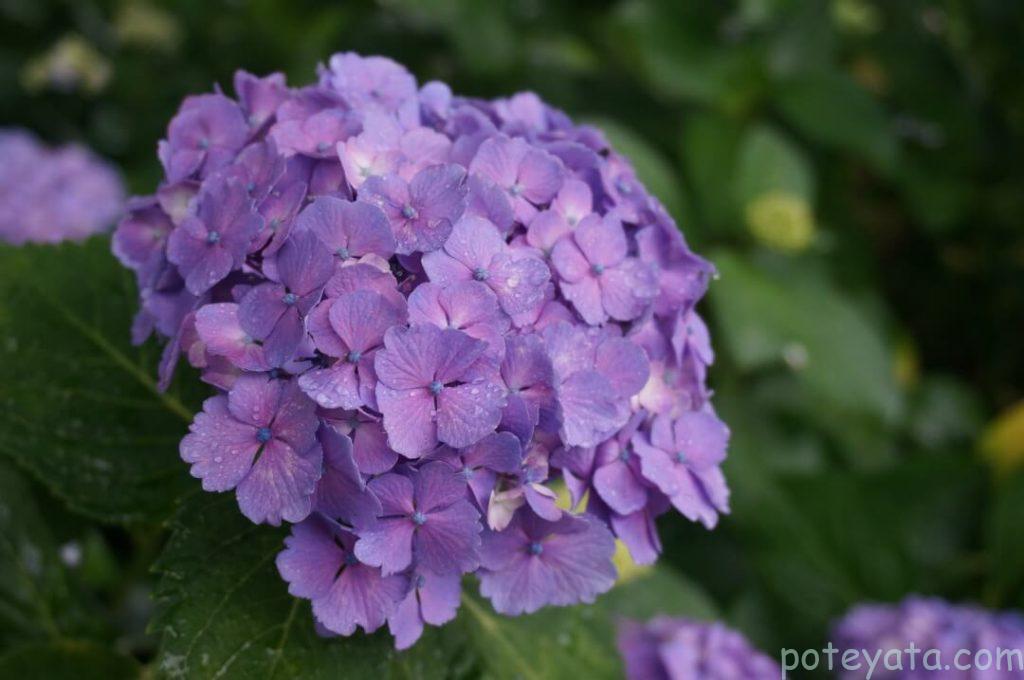 性海寺の紫陽花