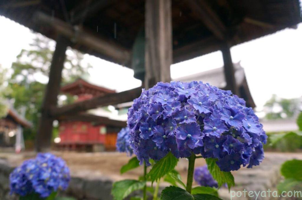 性海寺の紫陽花