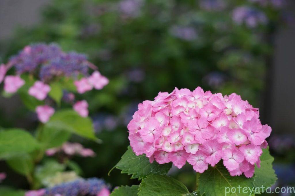 性海寺の紫陽花