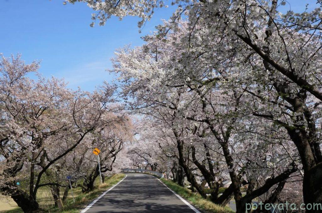木曽川堤の桜並木