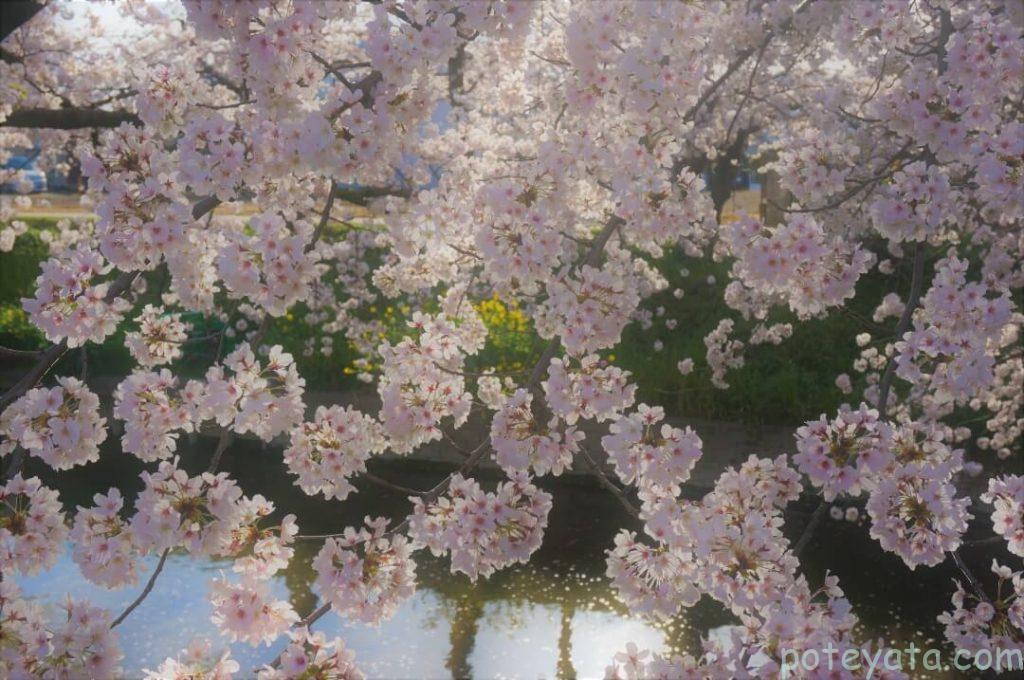 風に揺れる五条川の桜