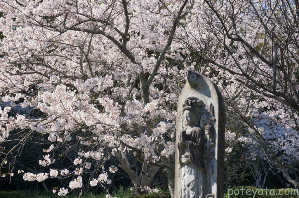 心月斎の桜と仏様