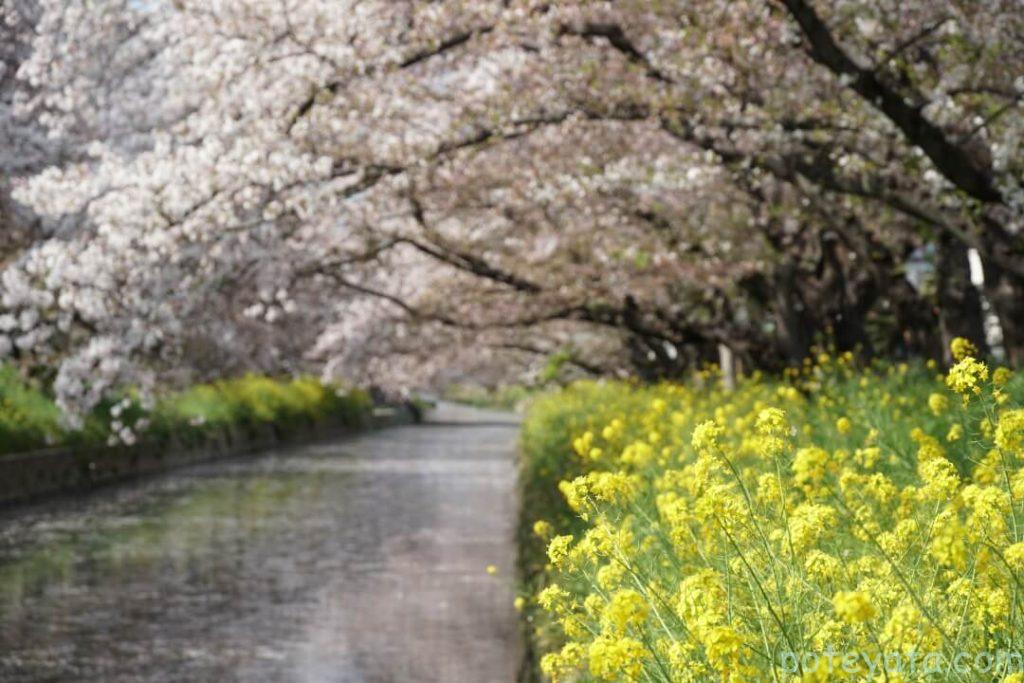 五条川沿いの桜と菜の花