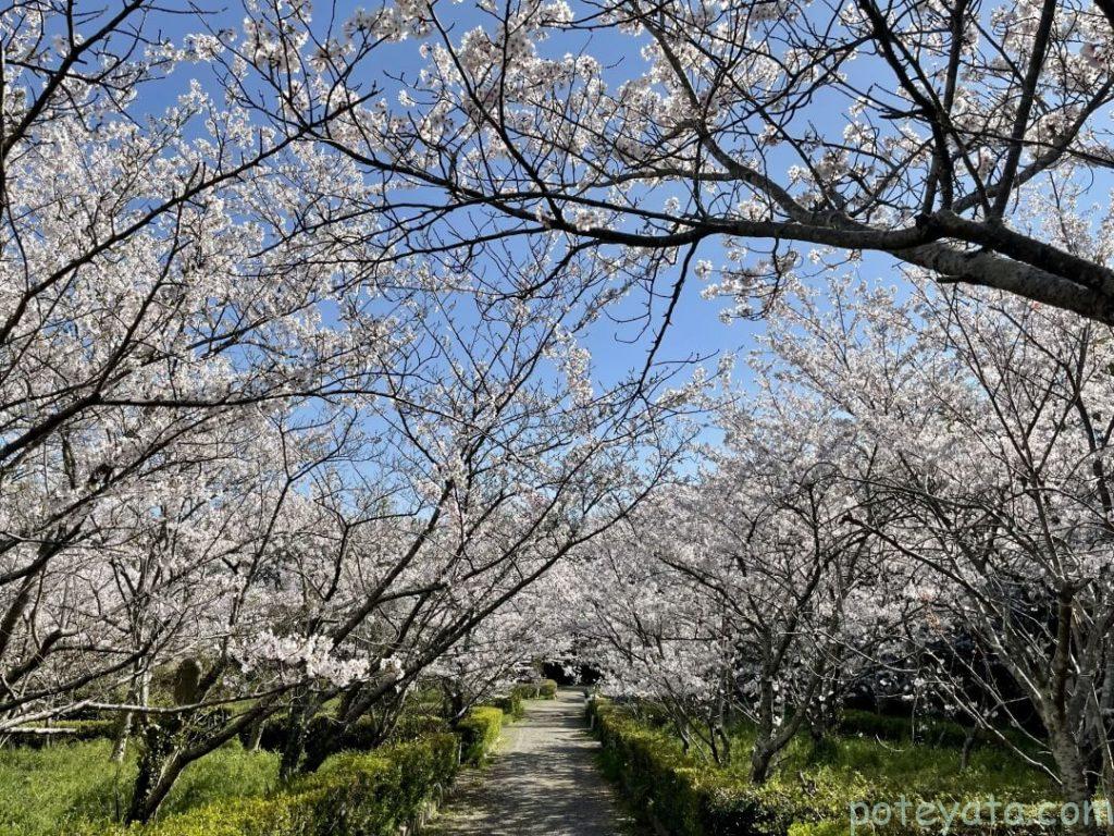 心月斎の桜