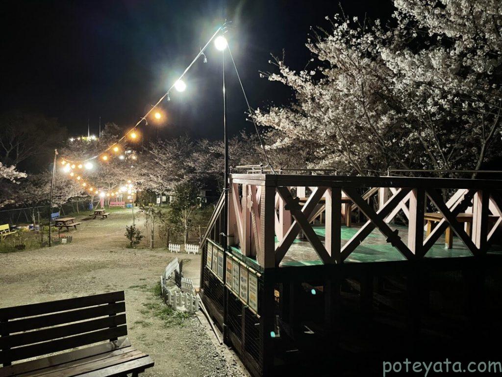 南知多の桜公園ライトアップ