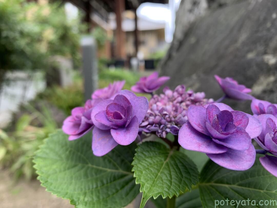 常念寺の紫陽花