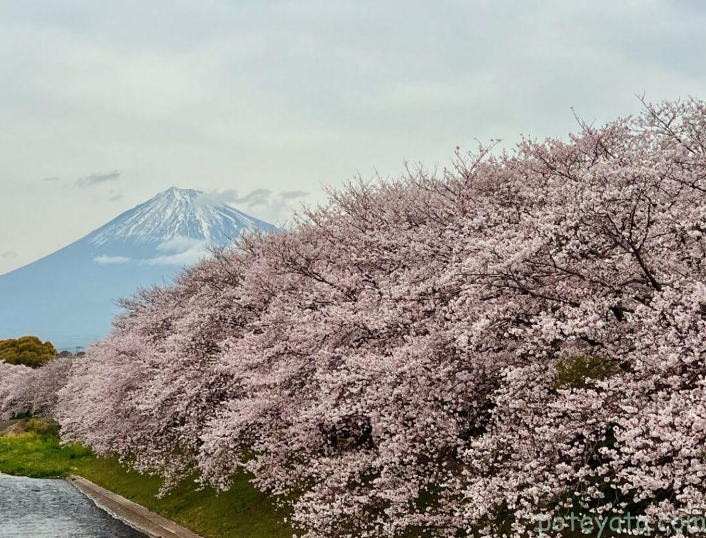 龍巌淵の桜と富士山