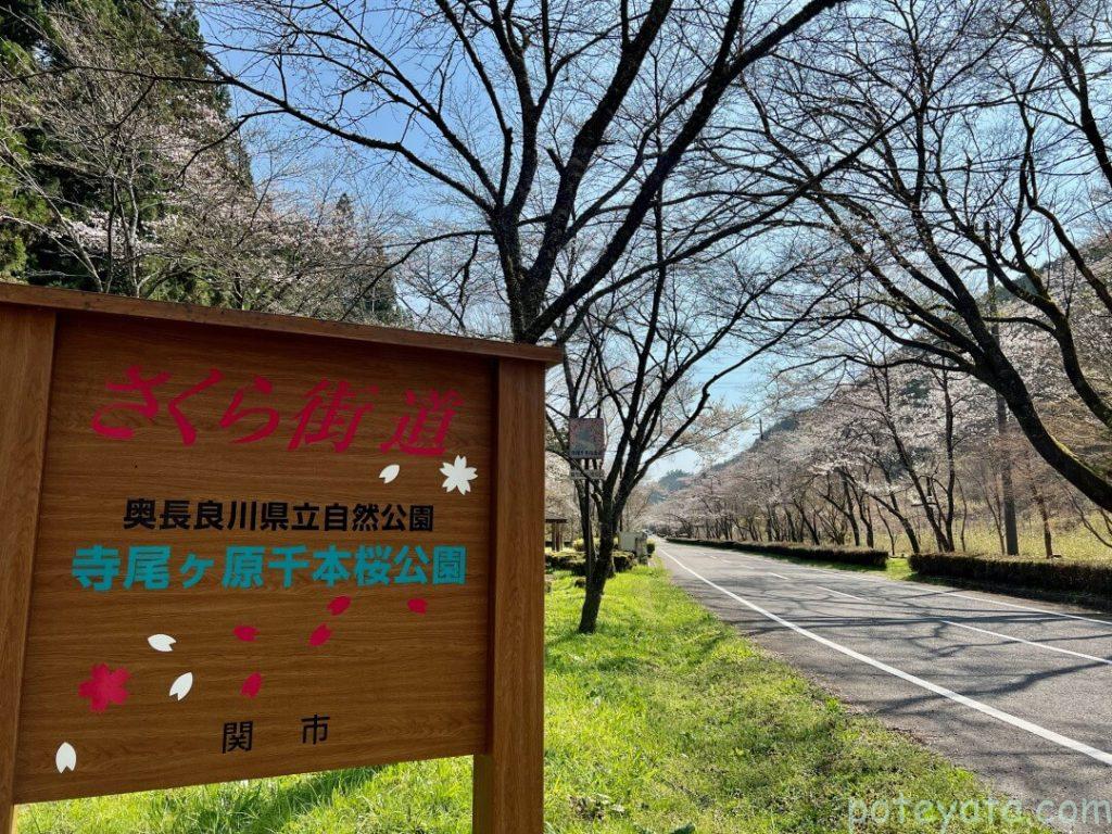 寺尾ヶ原千本桜公園の桜