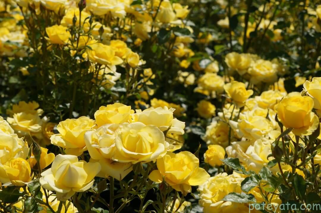 ウェルカムガーデンの黄色いバラ