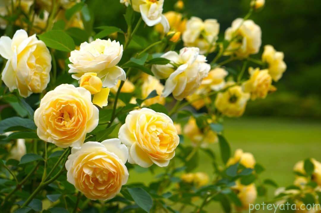 オールドローズガーデンの黄色いバラ