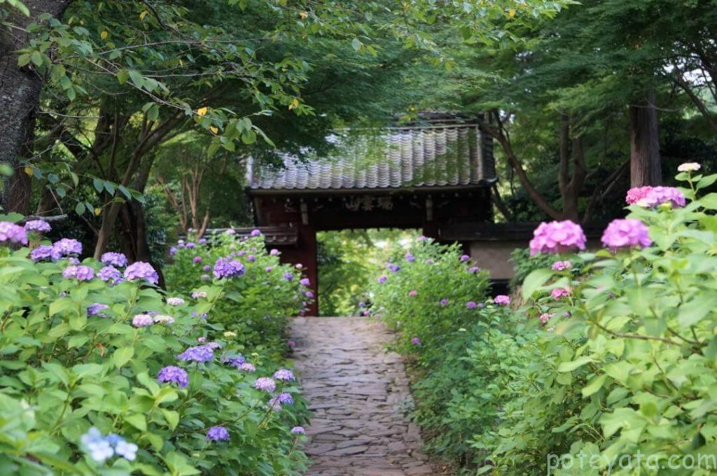 本光寺参道の紫陽花