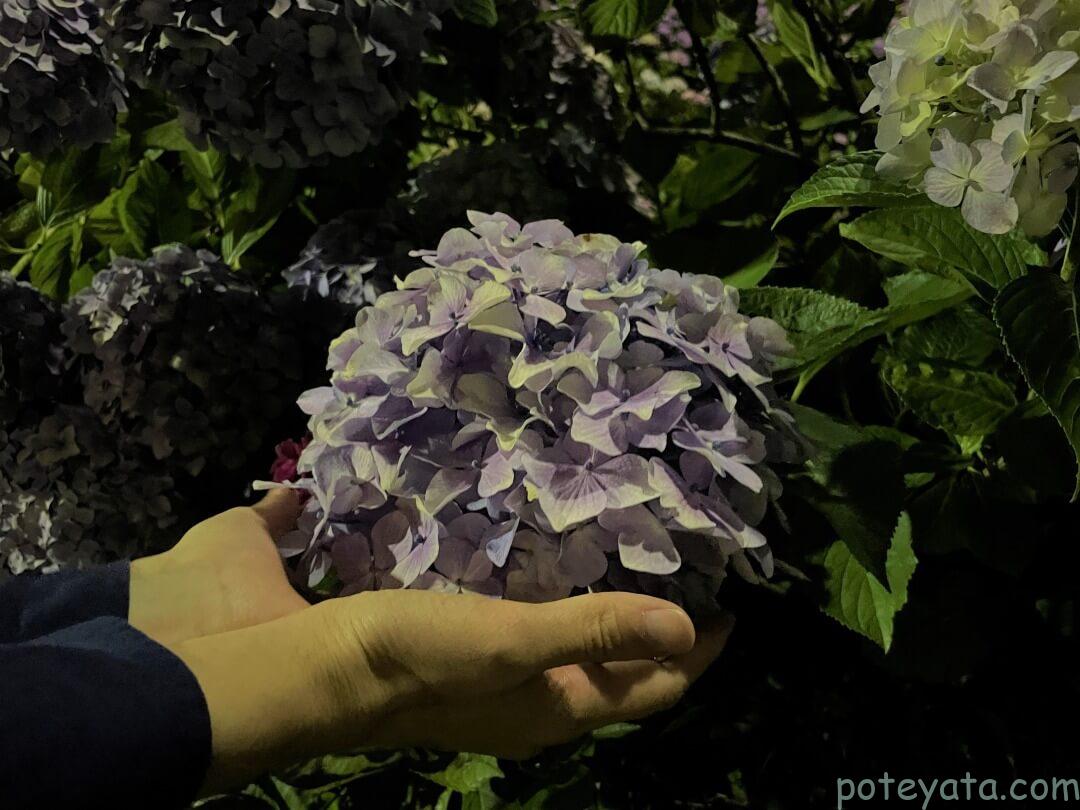 紫陽花と手