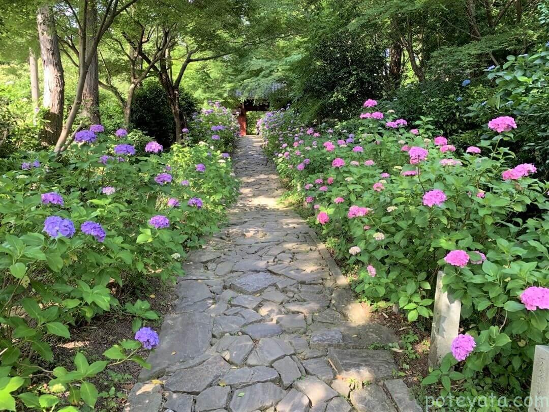 2021年本光寺の参道に咲く紫陽花