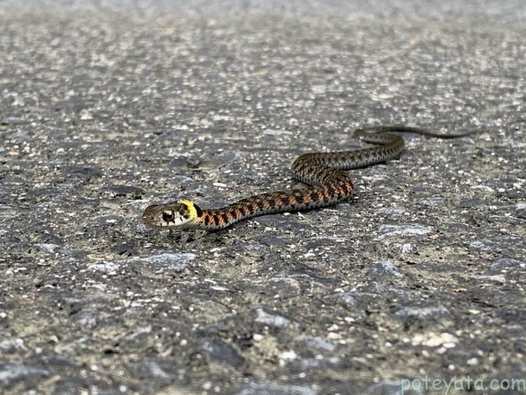 道路にいた蛇