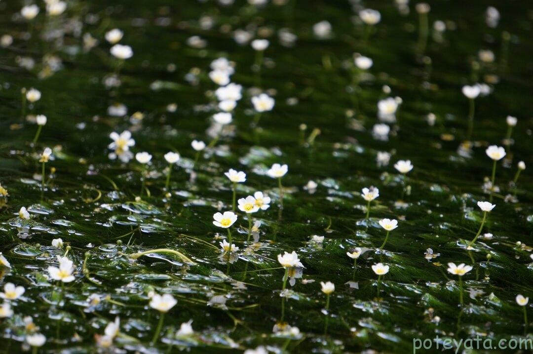 たくさんの醒井宿の梅花藻
