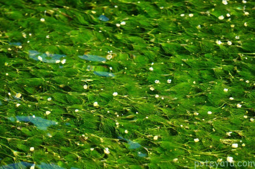 雨で増水した水中の中の梅花藻