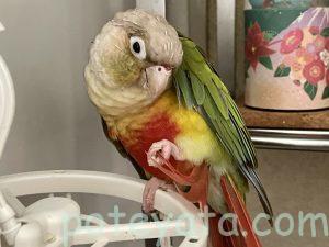 ウロコインコのぽてつ