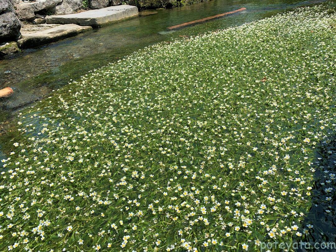 醒井宿の梅花藻