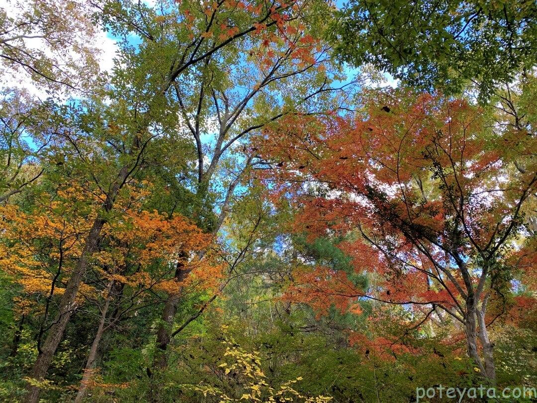 松尾池の紅葉を見上げる