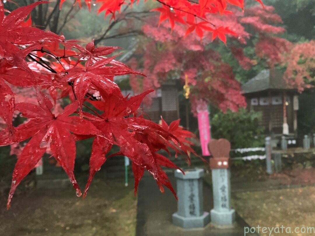 雨に濡れる赤紅葉