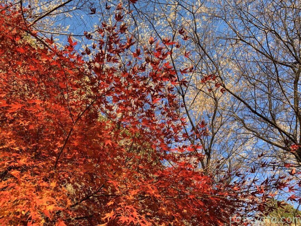 重なり合う桜ともみじ