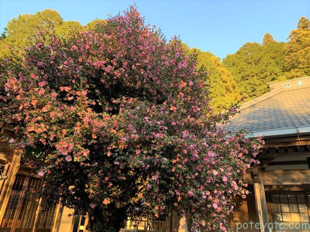 松月寺の境内に咲く花