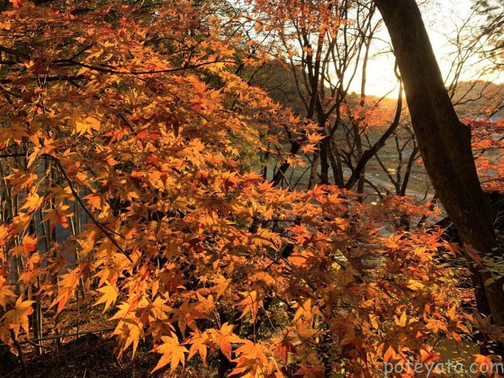 松月寺の境内の紅葉