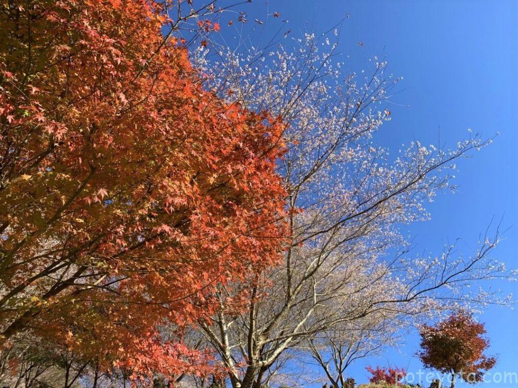 松月寺の桜ともみじ