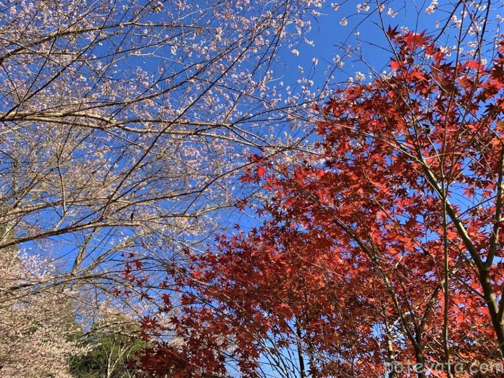 松月寺の桜と紅葉