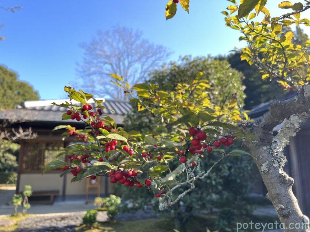 織部庵の庭