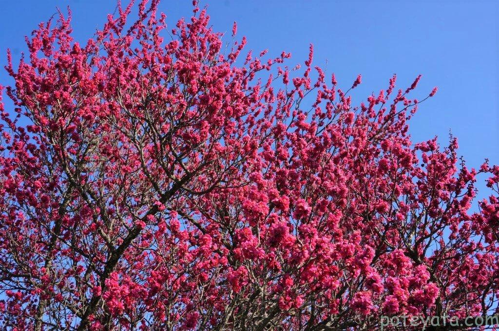 いなべ市梅林公園の満開の梅
