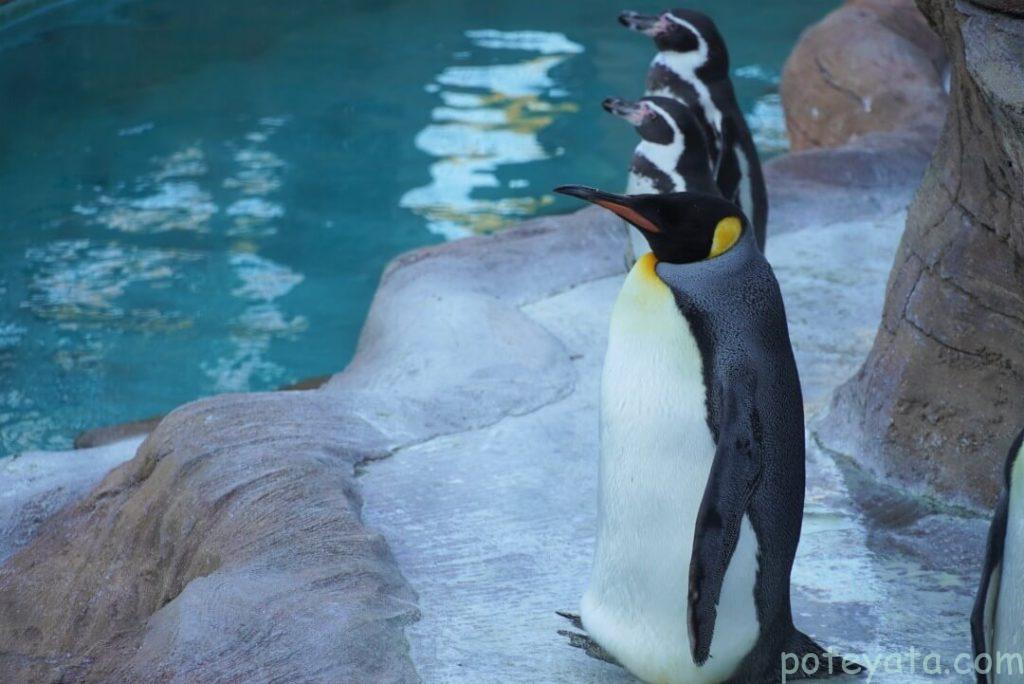 東山動物園のペンギン