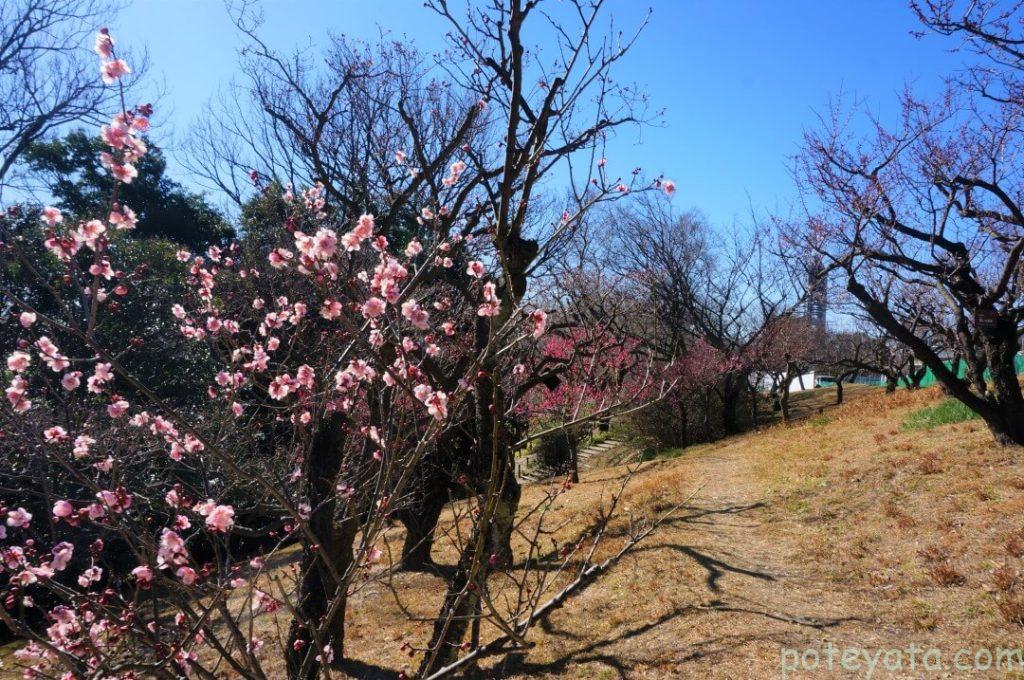 東山植物園の梅林