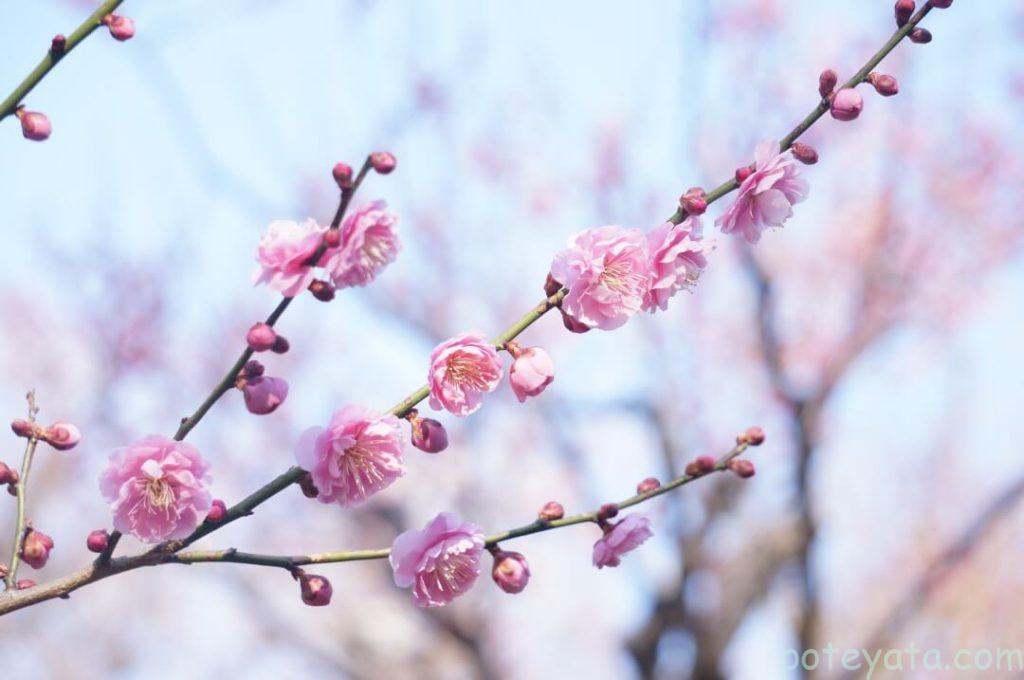 ピンク色の梅の花