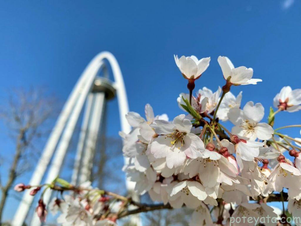 桜の花のバックに138タワー