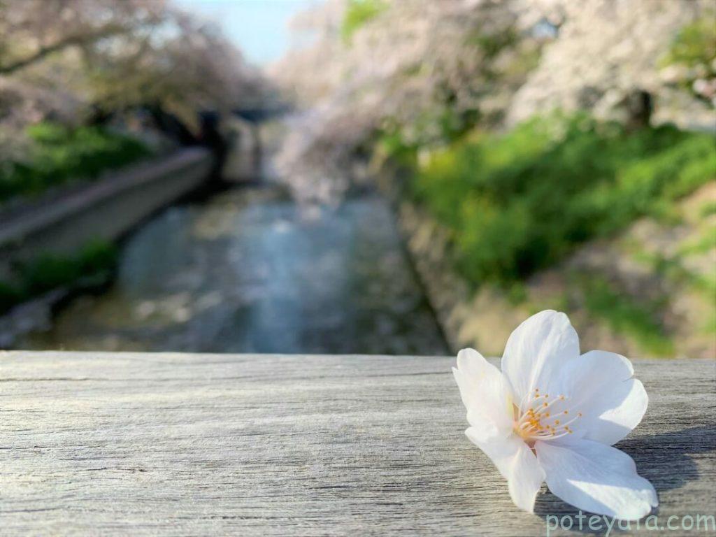 橋の上に乗る桜の花びら
