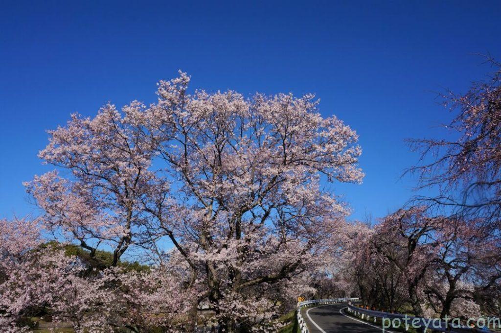 木曽つづみに咲く桜の木