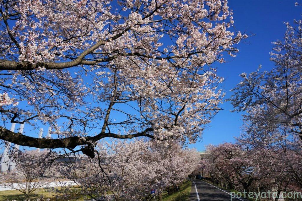 道路脇に咲く桜
