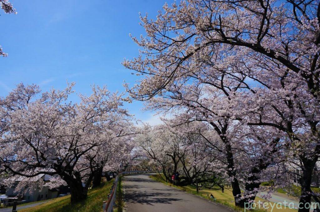 堤防沿いの桜の木